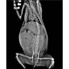 iPet007 Veteriner DR (Digital Radiography) Sistemi