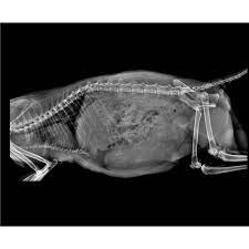 iPet007 Veteriner DR (Digital Radiography) Sistemi